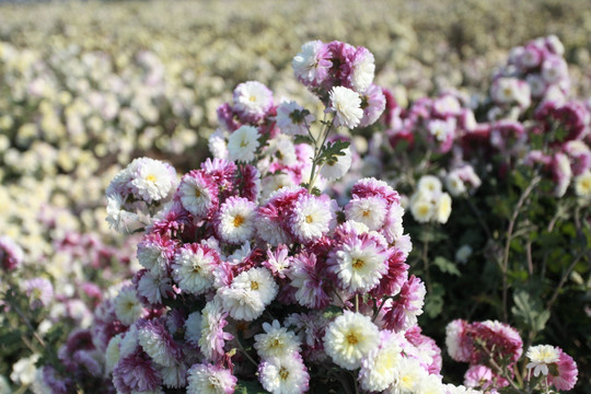 菊花