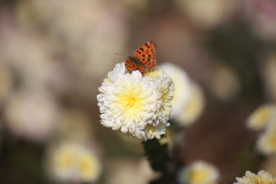 菊花 花卉