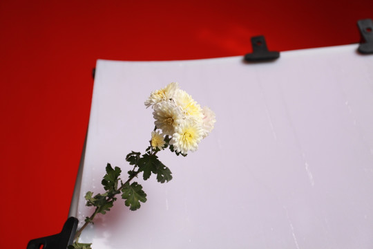 菊花 花卉