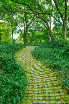 林荫小路