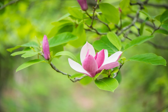 唯美玉兰花