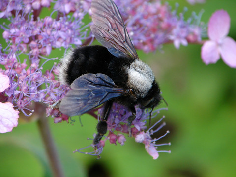 熊蜂为紫色野花授粉