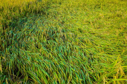 稻谷 水稻 农作物 稻穗