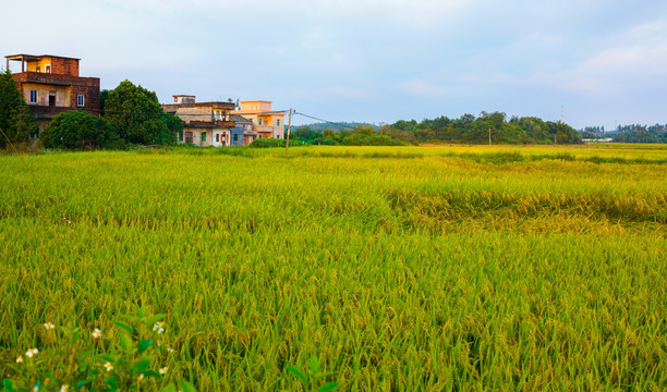 水稻 稻谷 农作物