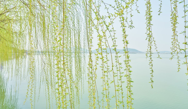 柳树枝 高清大画幅