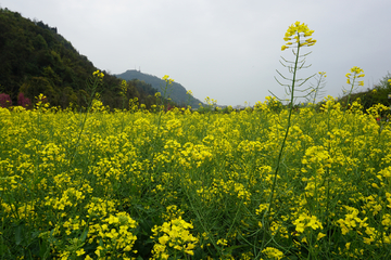 油菜花海