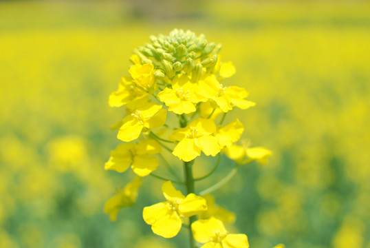 油菜花 春天花朵 开化油菜