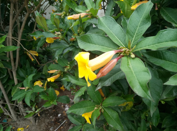 喇叭花 路边野花 花朵