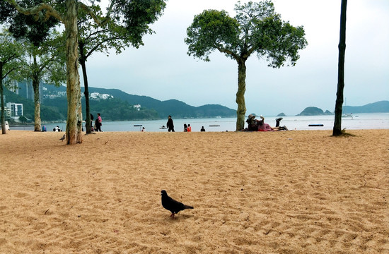 浅水湾沙滩上鸽子