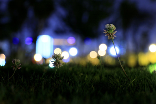 夜景中的绿植