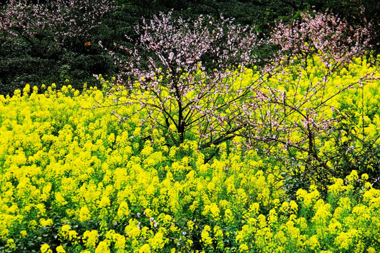 桃园里的油菜花