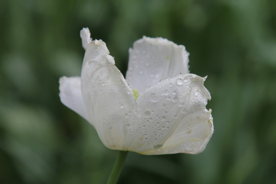 白色郁郁金香花朵