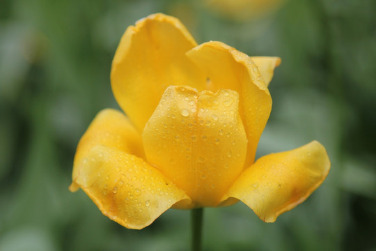 盛开的黄色郁金香