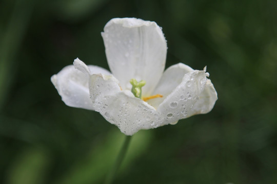 盛开的白色郁金香花