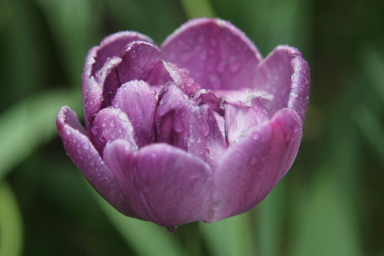 紫色郁金金香香花花朵朵花瓣