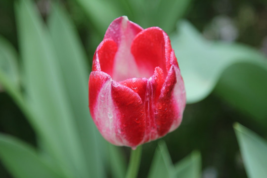 红白渐变的郁金香花朵花心