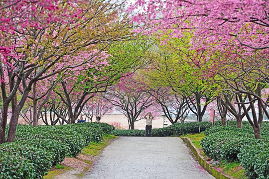 武汉大学樱花