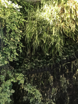 植物墙