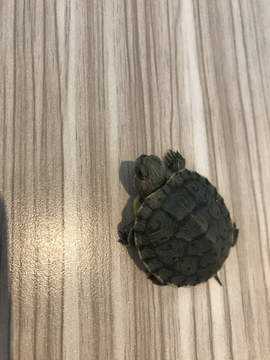 小乌龟