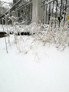 雪中的植物