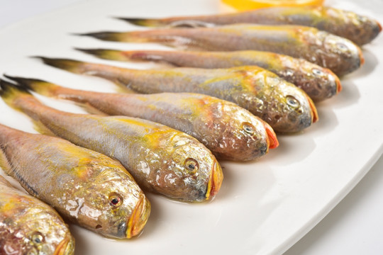 宁波东海海产生鲜小黄鱼