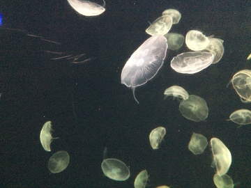 水母