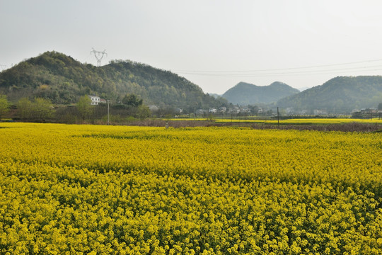 油菜花 油菜地 美丽乡村 菜花