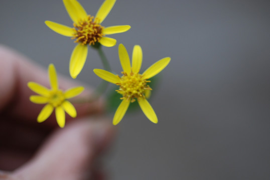 油菜花