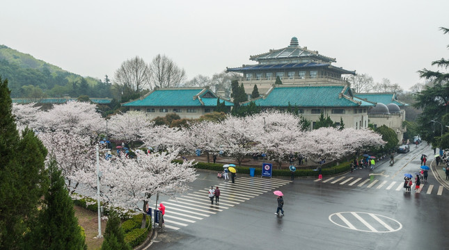 武汉大学樱花