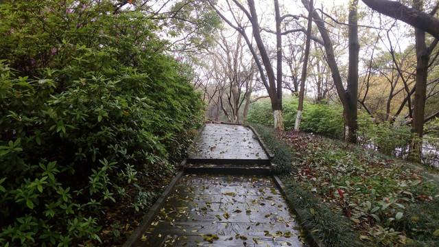 空山新雨后 雨中小径