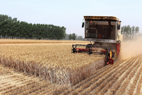农业机械化 小麦收割 麦田
