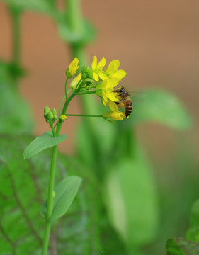 春天油菜花蜜蜂采花高清摄影