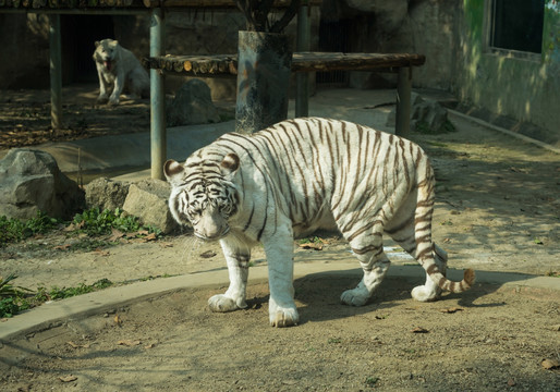 成都动物园白虎老虎