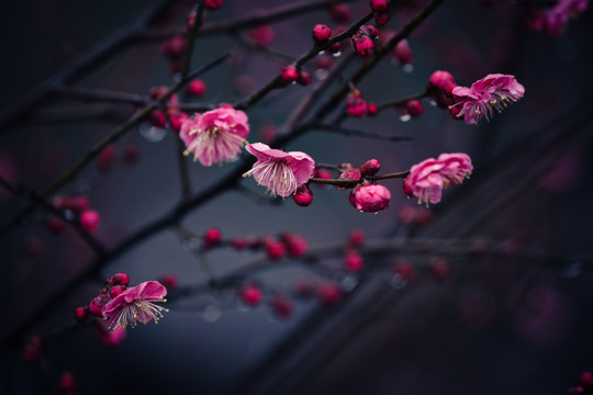 梅花 花 日本梅花 分枝 花卉