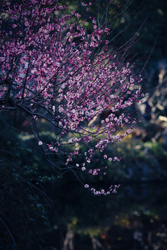 梅花 花 日本梅花 分枝 花卉