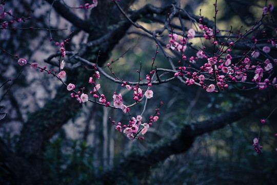 梅花 花 日本梅花 分枝 花卉