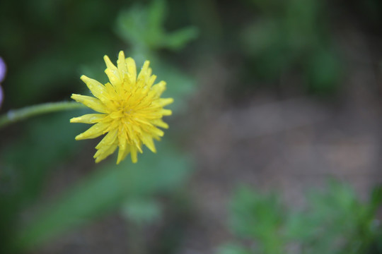 黄色的小菊菊花