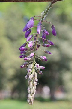 紫花串