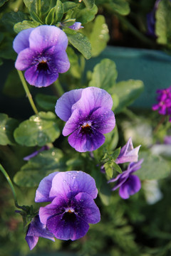 紫色的蝴蝶花儿
