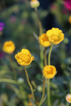 黄色的小花朵