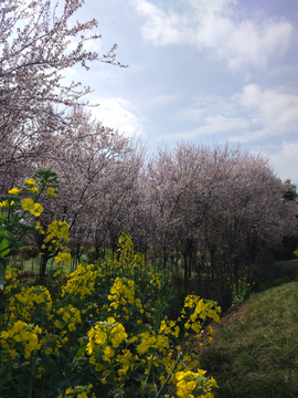 樱花