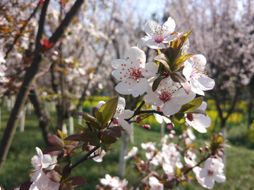 樱花