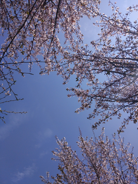 樱花