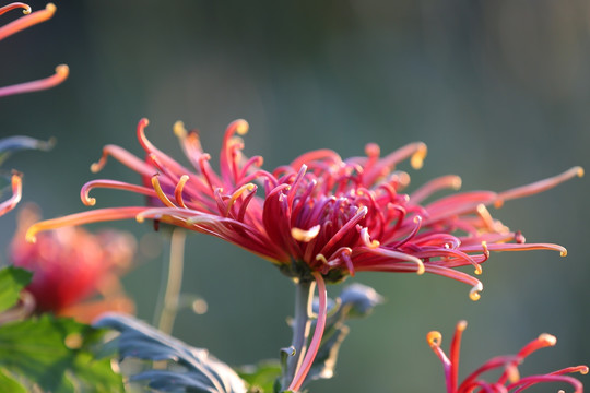 菊花 秋菊