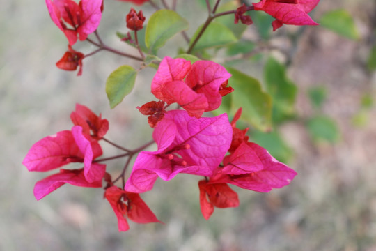 杜鹃花