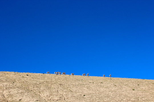 山坡上的藏羚羊