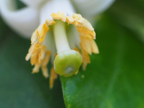 柚子花