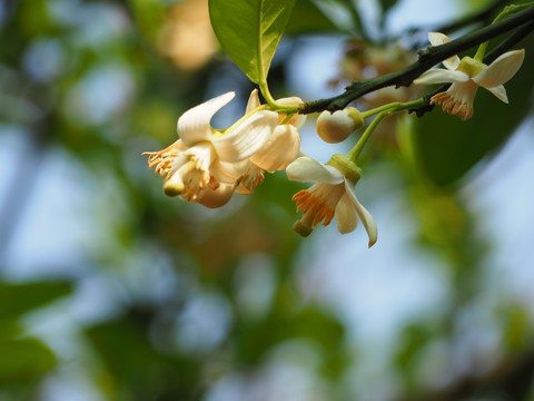 柚子花