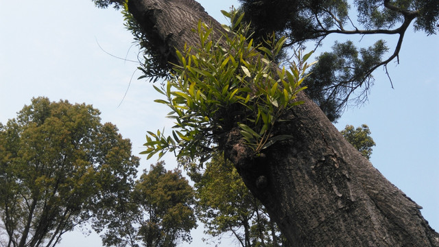 大树发芽