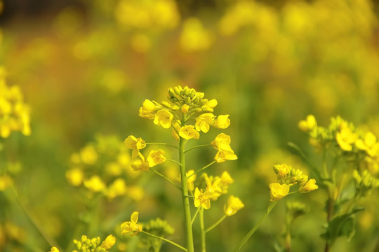 油菜花